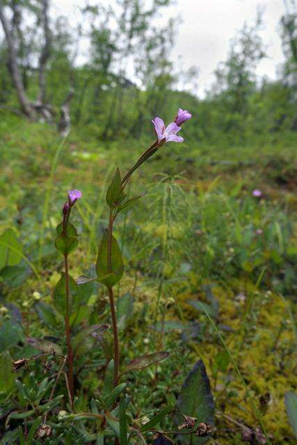 Image of Chickweed Willowherb