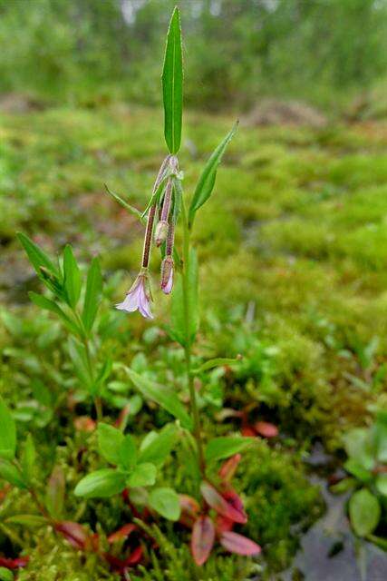 Image of marsh willowherb