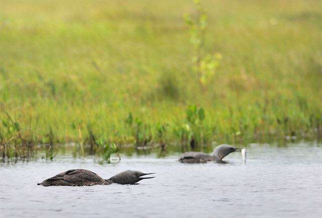 Image of loons