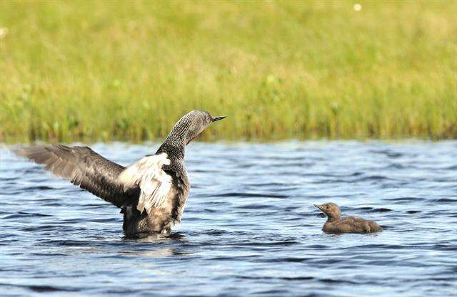 Image of loons