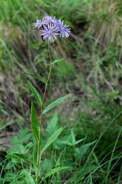 Image de Lactuca sibirica (L.) Maxim.