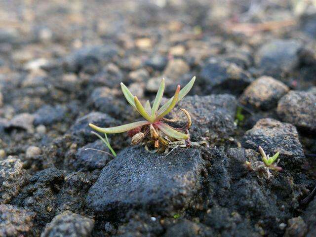 صورة Silene dioica subsp. dioica