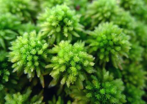 Image of Wulf's sphagnum