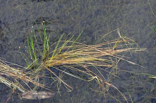 Image of Eleocharis multicaulis (Sm.) Desv.