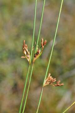 Image of <i>Juncus</i> balticus × Juncus <i>filiformis</i>