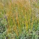 <i>Juncus</i> balticus × Juncus <i>filiformis</i> resmi