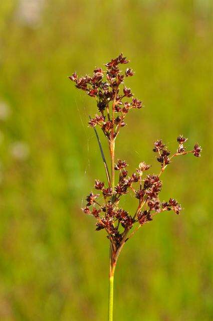 Image of sharp-flowered rush