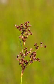 Juncus acutiflorus Ehrh. ex Hoffm.的圖片