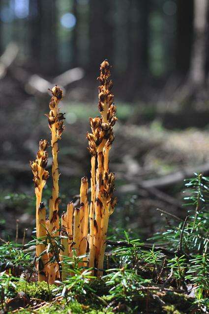 Imagem de Hypopitys monotropa subsp. hypophegea (Wallr.) N. N. Tzvelev