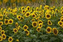 Image of sunflowers