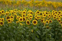 Image of sunflowers