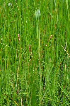 Image of Pygmy Smartweed