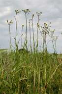 Image of sowthistle