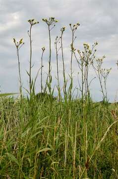 Image of sowthistle