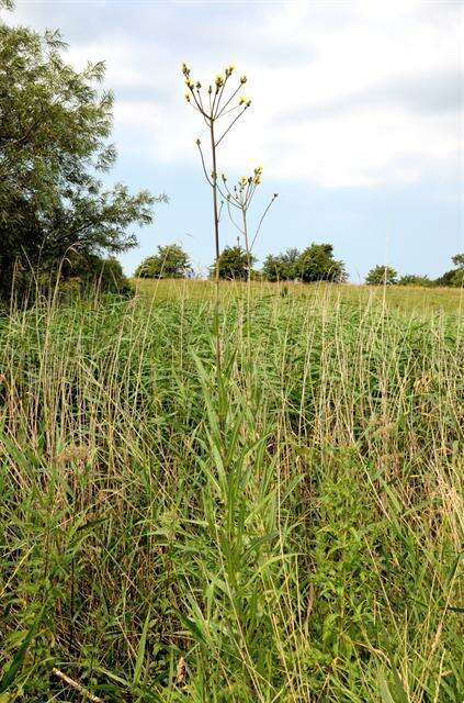 Image of sowthistle