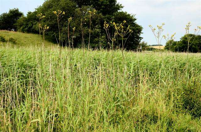 Image of sowthistle