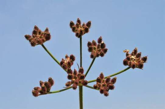 Image of hedgeparsley