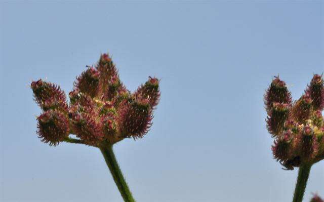 Image of hedgeparsley