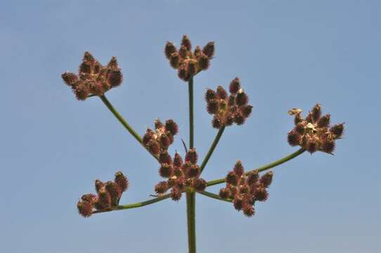 Image of hedgeparsley