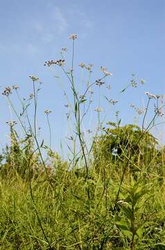 Image of hedgeparsley