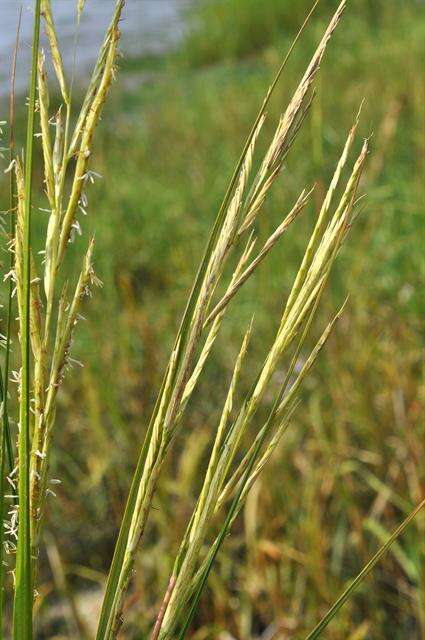Image of Saltwater Cord Grass