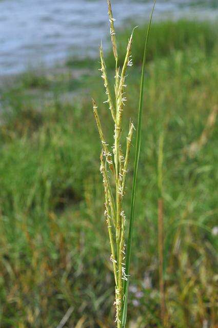 Image of Saltwater Cord Grass