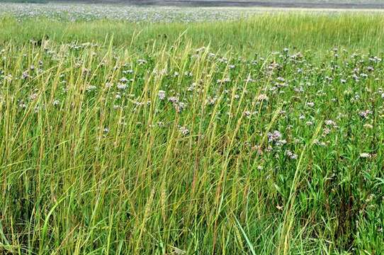 Image of Saltwater Cord Grass