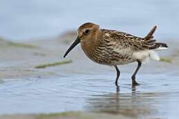 Imagem de Calidris Merrem 1804