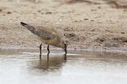 Image of Calidris Merrem 1804