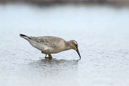 Image of Calidris Merrem 1804