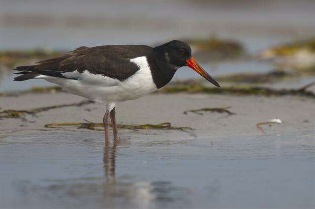 Image of oystercatchers