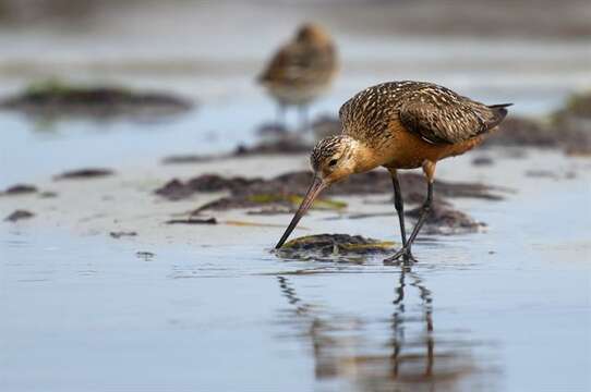 Image of Limosa Brisson 1760