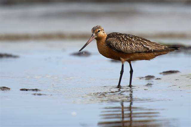 Image of Limosa Brisson 1760