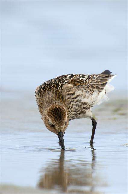 Imagem de Calidris Merrem 1804