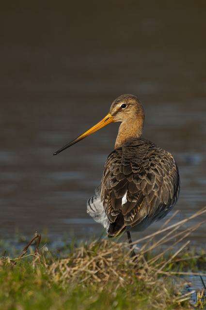 Imagem de Limosa Brisson 1760