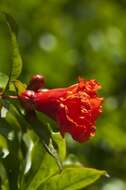 Image of pomegranate