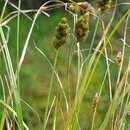 صورة Carex bebbii (L. H. Bailey) Olney ex Fernald