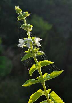 Image de Ocimum