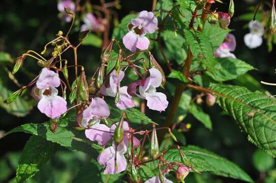 Image of Jewelweeds