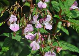 Image of Jewelweeds