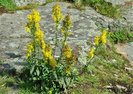 Image of goldenrod