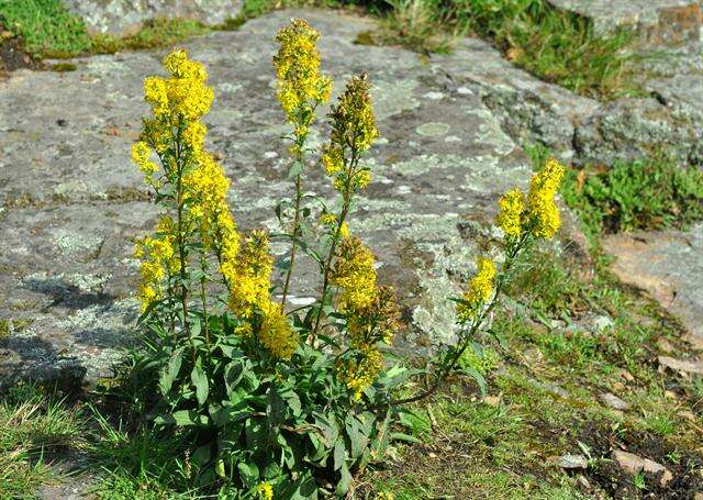 Imagem de Solidago