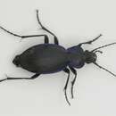 Image of Ridged Violet Ground Beetle