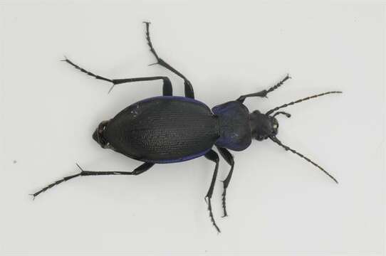 Image of true ground beetle genus