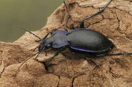 Image of true ground beetle genus