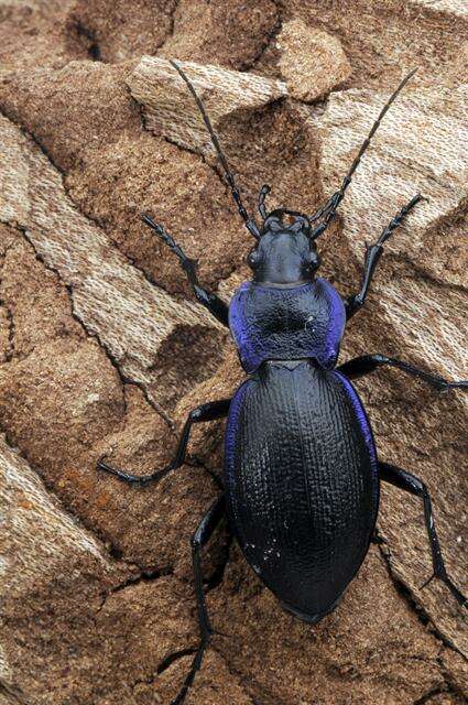 Image of true ground beetle genus