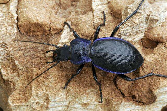 Image of true ground beetle genus