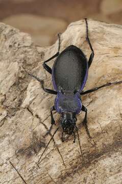 Image of true ground beetle genus