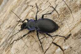 Image of true ground beetle genus