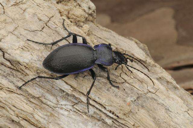 Image of true ground beetle genus